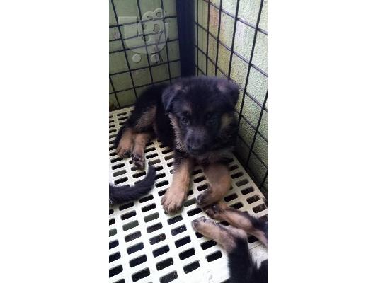 Boy German Shepards Έτοιμο